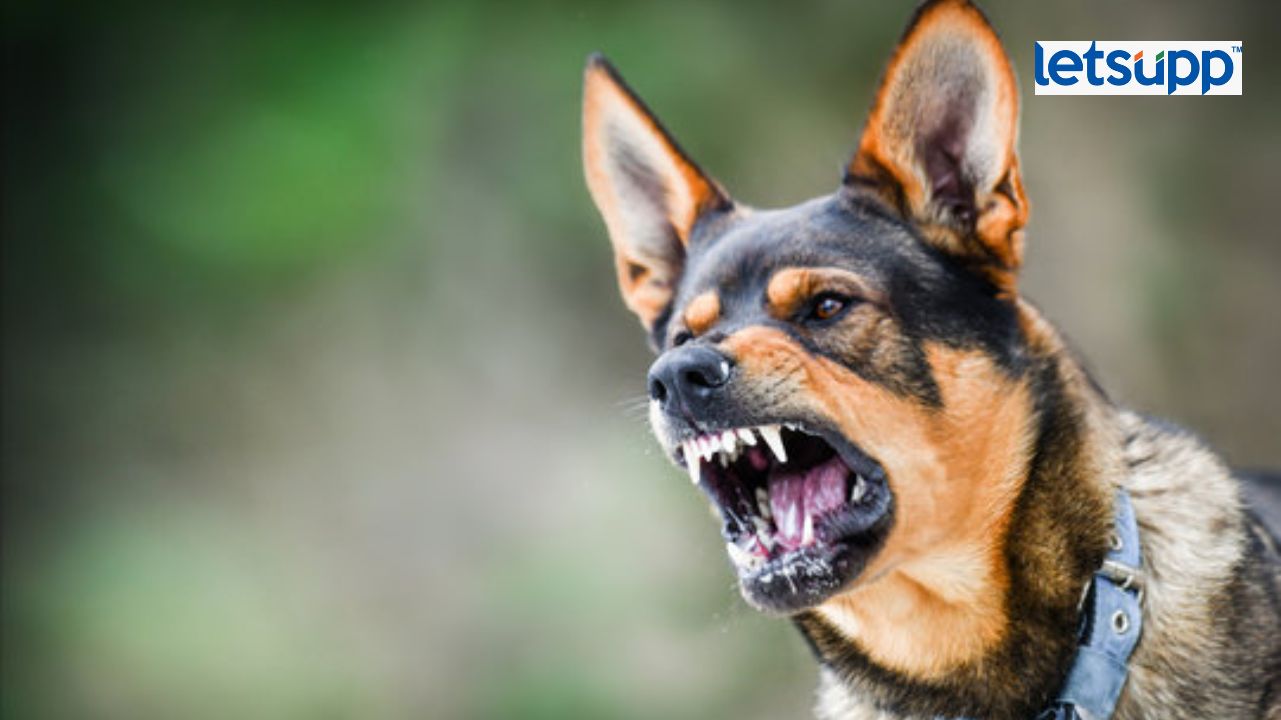 Stray Dog Attack