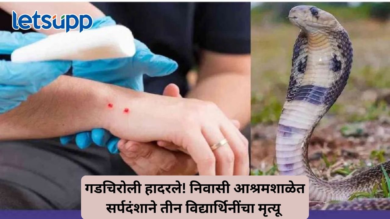 गडचिरोलीतील आश्रमशाळेत सर्पदंशाची भीषण घटना; तीन विद्यार्थिनींचा मृत्यू, तिघींची मृत्यूशी झुंज सुरू Untitled Design (30)