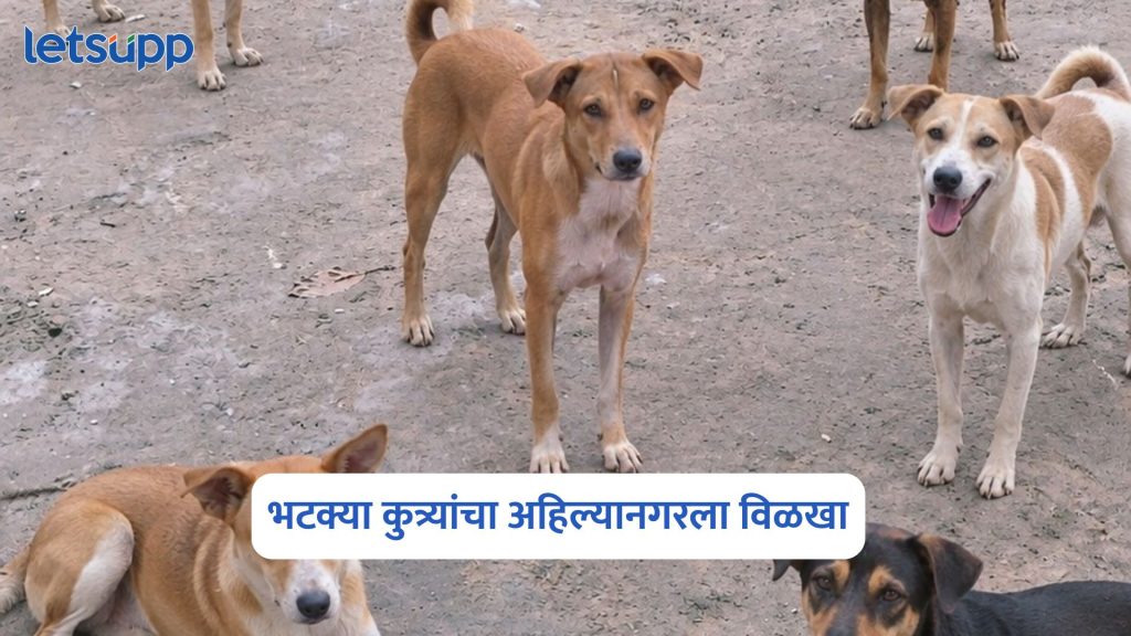 Stray Dog